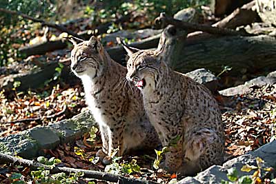 Aachener Zoo Aachener-Zoo-Luchse-001